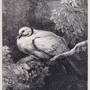 The Unhappy Dove (engraving)
