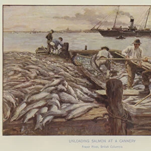 Unloading salmon at a cannery, Fraser River, British Columbia (colour litho)