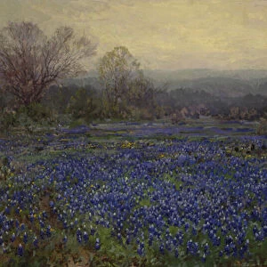 Untitled - Field of Bluebonnets (oil on canvas)