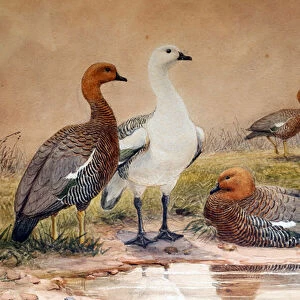 Upland Goose (Bernicla magellanica), 1852-54 (w / c on paper)