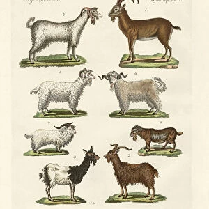 Various kinds of goats and bucks (coloured engraving)