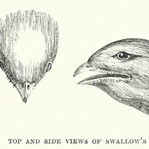 Top and side views of swallows head (engraving)