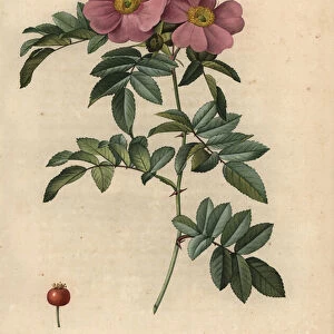 Violet Virginia rose, Rosa virginiana, 1817 (engraving)