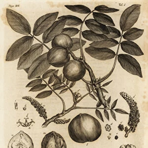 Walnut tree, Juglans regia. 1776 (engraving)