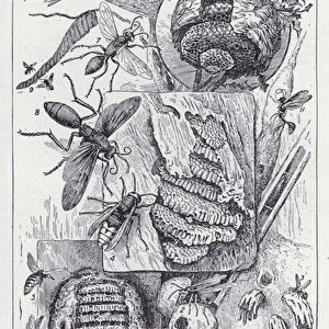 Wasps and their nests (litho)