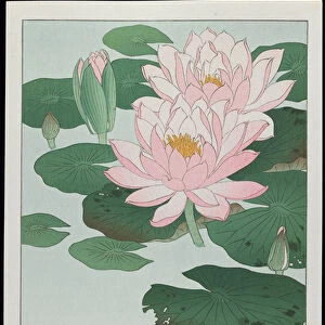 Water Lily, 1930s (colour woodblock print)