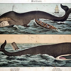 Whale, in "Natural History of Mammals", ed. Schreiber, Munich, 1886