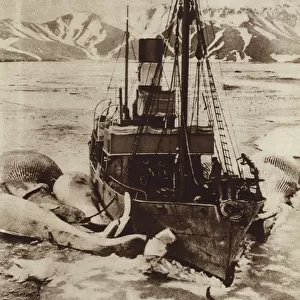 Whaling ship with its catch in the Arctic (b / w photo)
