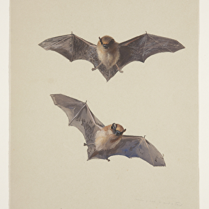 Whiskered bat, c. 1915 (w / c & bodycolour over pencil on paper)