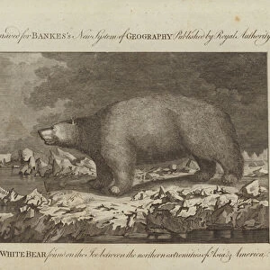 The White Bear (engraving)