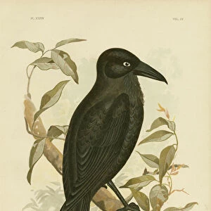 White-Eyed Crow Or Australian Raven, 1891 (colour litho)