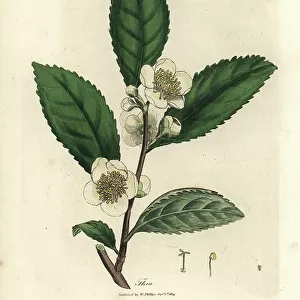 White flowers and green tea leaves, Thea bohea, Camellia sinensis