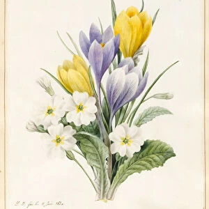 White Primroses and Early Hybrid Crocuses, 1830 (w / c with some bodycolour on vellum)