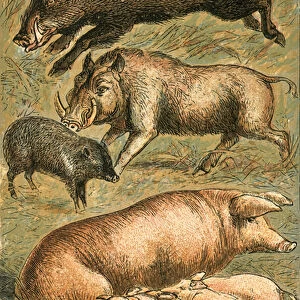 Wild Boar, Wart Hog, Peccary, Sow and Pigs