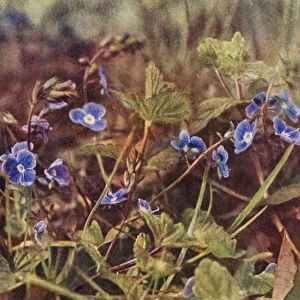 Wild flowers: Germander Speedwell (colour photo)