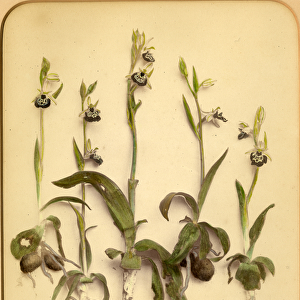 Wild Orchid, 1870s (albumen print)