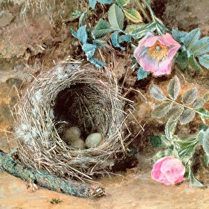 Wild Roses and Birds Nests
