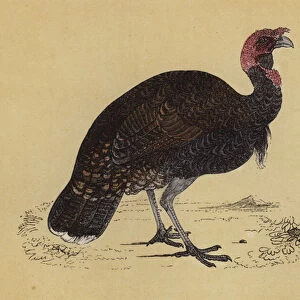 Wild Turkey (colour litho)