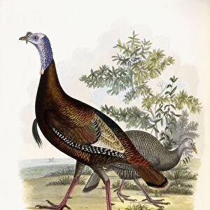 Wild Turkey, Male and Female, 1808-1814 (hand-coloured engraving)