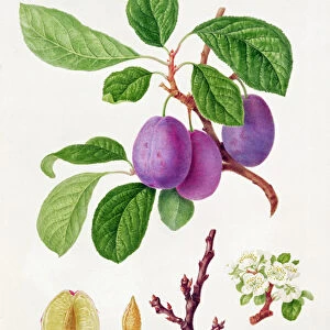 Wilmots Early Violet Plum (w / c on paper)