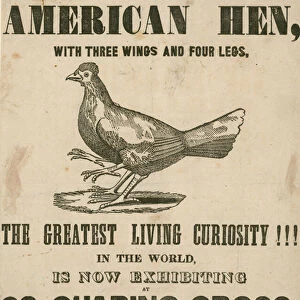 The wonderful American Hen, with three wings and four legs (engraving)