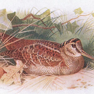Woodcock, from Birds of the British Isles and Their Eggs published by Frederick Warne