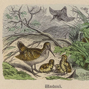 Woodcock (coloured engraving)