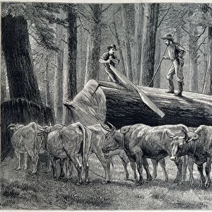 Woodcutters in a redwood forest in California - engraving, 1876
