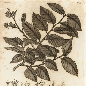 Wych elm or Scots elm, Ulmus glabra. 1776 (engraving)