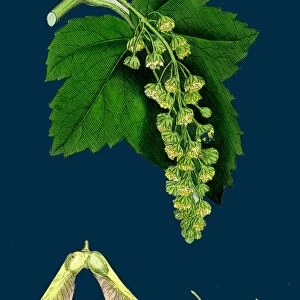 Acer Pseudo-platanus; Sycamore