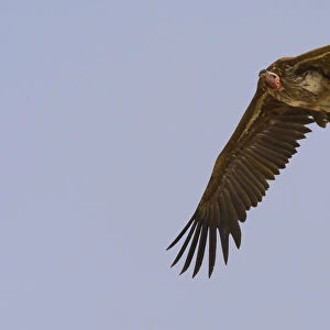 Adult Lappet-faced Vulture in flight, Torgos tracheliotos, Egypt