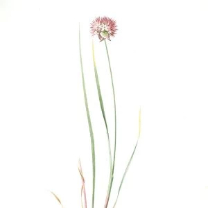 Allium roseum, Ail rose, Rose garlic, Redoute, Pierre Joseph, 1759-1840, les liliacees