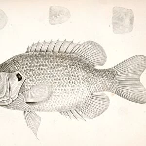 Ambloplites aeneus, Black Bass, &c. Suckley, George 1830-1869, Cooper, J
