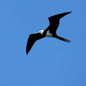 Ascension Frigatebird flying against blue sky, Fregata aquila, Ascension Island