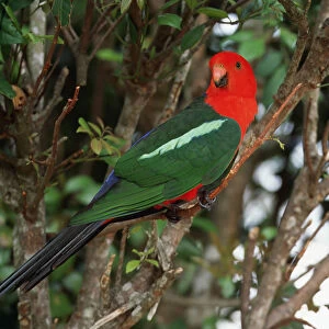 Australian King-Parrot on branch Australia, Australia