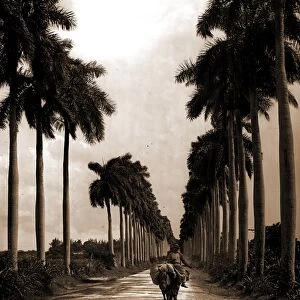 Avenue of Palms, Havana, Streets, Palms, Cuba, Havana, 1903