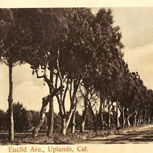 Avenues United States Upland California 1904