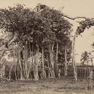 Banian Tree Colombo Apothecaries Co. Ltd. Sri Lankan
