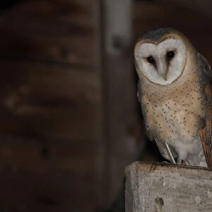 Barn Owl in a barn