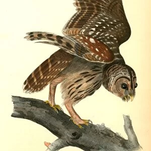 Barred Owl. Audubon, John James, 1785-1851