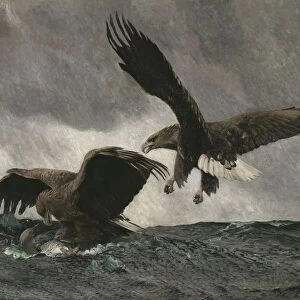 Bruno Liljefors Sea Eagles Sea eagles painting