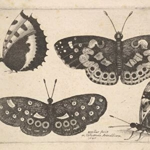 Four butterflies 1646 Etching first state three