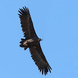Cinereous Vulture adult flying, Aegypius monachus