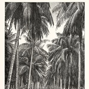 Cocoa-Nut Plantation in Ceylon, Sri Lanka