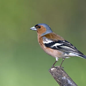 Common Chaffinch adult male perched on branch, Fringilla coelebs