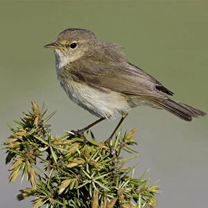 Common Chiffchaff perched on branch, Phylloscopus collybita