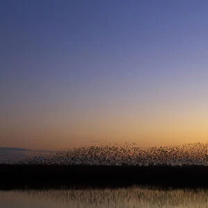 Common Starling flock flying, Sturnus vulgaris, Netherlands