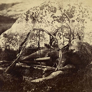 Dead stag sling Capt Horatio Ross British 1801