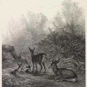 Deer Rest Karl Bodmer Swiss 1809-1893 Lithograph