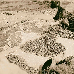 Drying fruit roof 1900 Middle East Israel Palestine
